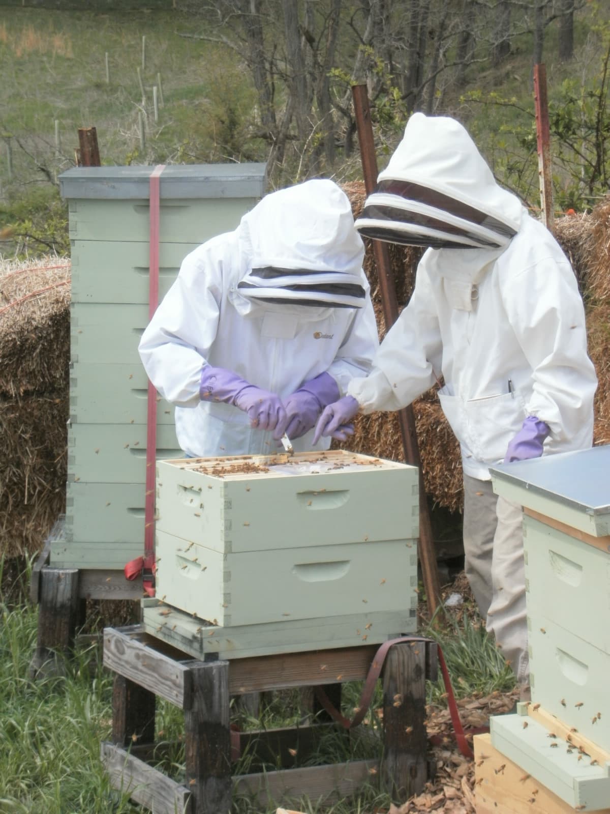 Eficacia del aceite esencial microencapsulado de Schinus molle sobre Varroa destructor