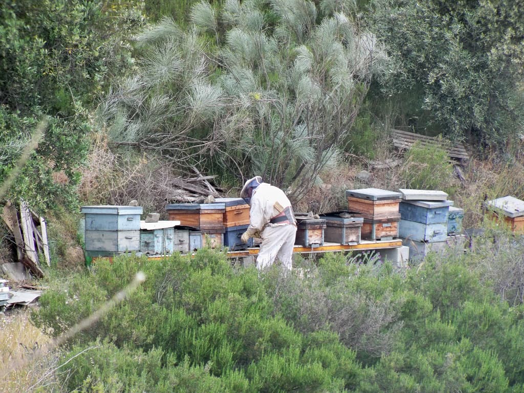 La miel, antibiótico natural, reaparece en medicamentos Los efectos antibióticos y