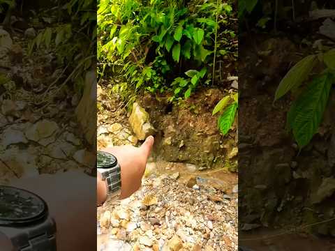 Traditional #goldmining unexpectedly discovered a gold treasure right by the stream bank #goldrush